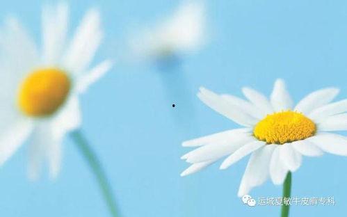 雏菊新皮肤爆料视频在线观看,花漾绽放,浪漫来袭! 第3张 雏菊新皮肤爆料视频在线观看,花漾绽放,浪漫来袭! 第3张