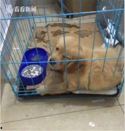 宠物救助爆料怎么做视频,如何制作引人关注的视频内容